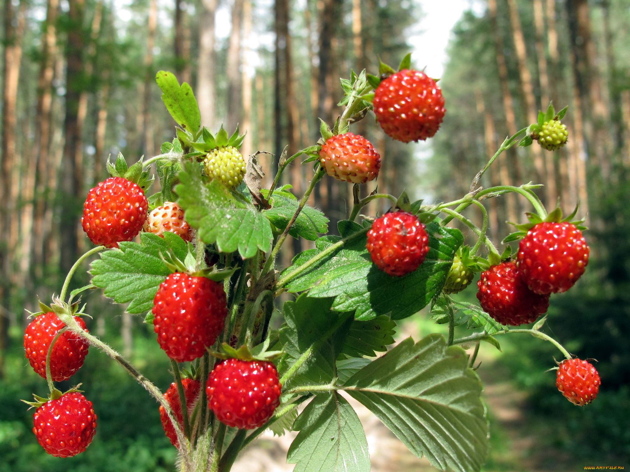 Земляника в лесу картинки